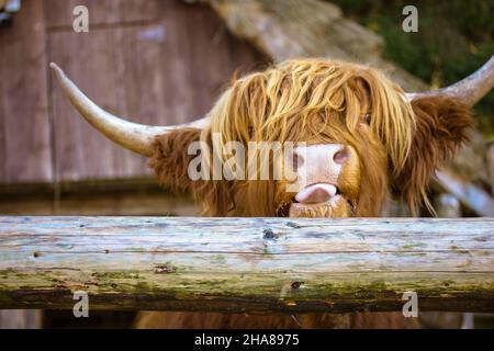 Haariger schottischer Yak, große Hörner. Hochlandrinder rötlich braune Kuh mit Zunge. Stockfoto