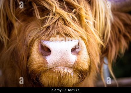 Haarige schottische braun-rote Yak-Schnauze aus nächster Nähe. Highland Rinder rötliche Kuh. Stockfoto