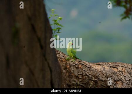 Ein Papagei, der auf einem Baum in einem Wald thront Stockfoto