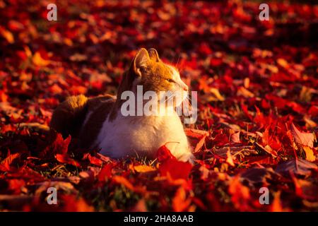 1990S ORANGE UND WEISS CAT LIEGEN IM HERBST BLÄTTER GENIESSEN DIE SONNE - KC11936 GER002 HARS ALTMODISCH Stockfoto