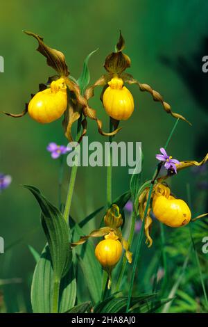 2000S RIESIGE GELBE LADY SLIPPER ORCHIDEEN CYPRIPEDIUM PARVIFLORUM ODER MOKASSIN BLUME IM GARTEN - KF38270 RSS001 HARS ALTMODISCH Stockfoto