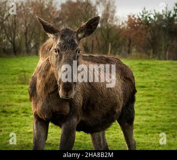 Elche (in Nordamerika) oder Elche (in Eurasien), Alces alces Stockfoto
