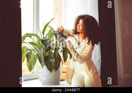 Junge schöne afroamerikanische junge Frau, die im Wohnzimmer zu Hause vor dem Fensterbrett steht und dabei große grüne Spathiphy-Blätter abstaubt Stockfoto