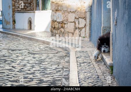 Flauschigen schwarzen und weißen Hund schläft auf der Straße, Faro, Portugal Stockfoto