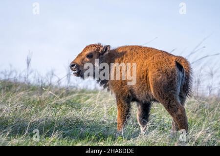 Baby Bison streift auf der grünen Weide des Parks herum Stockfoto