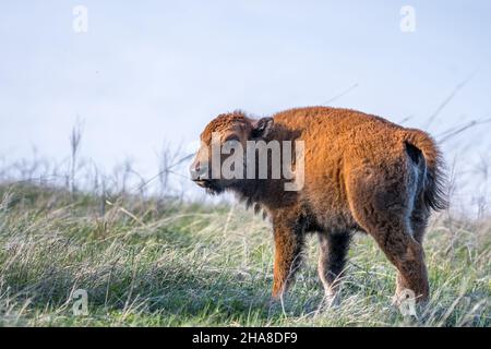 Baby Bison streift auf der grünen Weide des Parks herum Stockfoto