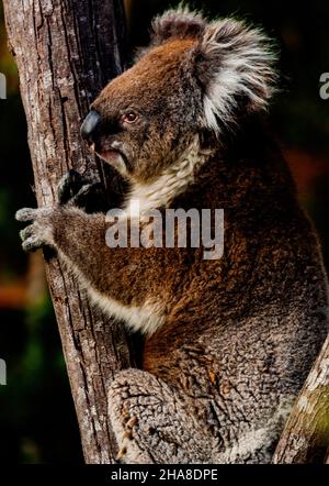 Süße Australian Koala in seinem natürlichen Lebensraum des gumtrees Stockfoto