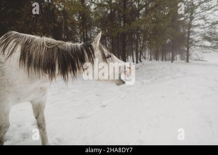 Weißes Pferd, das im Winter in Wisconsin in Wäldern gähnte Stockfoto