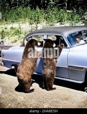 1950S ZWEI SCHWARZE BÄREN URSUS AMERICANUS STEHEN UND BLICKEN IN AUTOFENSTER YELLOWSTONE NATIONAL PARK WYOMING USA - R342C KRU001 HARS TOURIST YELLOWSTONE RÜCKANSICHT IM URLAUB OMNIVORE AUTOMOBILE BÄREN FAHRZEUGE NATIONAL PARK URSUS AMERICANUS WY RÜCKANSICHT SÄUGETIER-ZWEISAMKEIT URLAUB TIERWELT ALTMODISCH Stockfoto