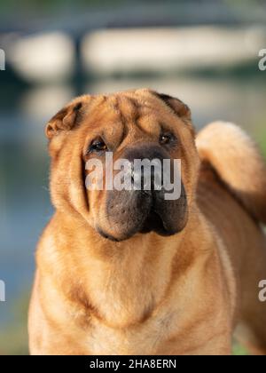 Sharpei Stockfoto