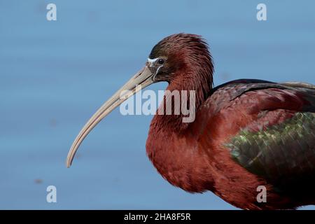 Eine Nahaufnahme des Kopfes eines Glossy Ibis (Plegadis falcinellus) im Vollgefieder auf der griechischen Insel Lesvos im Frühjahr Stockfoto