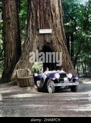 1930S FRAU FÄHRT CABRIOLET DURCH ÖFFNUNG IM RIESIGEN SEQUOIA BAUMSTAMM COOLIDGE BAUM MENDOCINO CALIFORNIA - T4650C HAR001 HARS AUTOMOBILE COOLIDGE SEQUOIA DURCHFAHRT AUTOFAHRER ZERLEGT MENDOCINO PACKARD UNDERWOOD PARK JUNGE ERWACHSENE FRAU KAUKASISCHE ETHNIE RIESE HAR001 ALTMODISCHE TOUREN Stockfoto