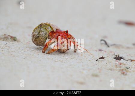 Coenobita perlatus, eine Art terrestrischer Einsiedlerkrebs, die als Erdbeereinsiedlerkrebs bekannt ist, auf dem St. François Atoll auf den Seychellen Stockfoto