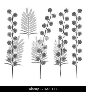 Set mit schwarzen und weißen Illustrationen mit Mimosenblüten. Isolierte Vektorobjekte auf weißem Hintergrund. Stock Vektor