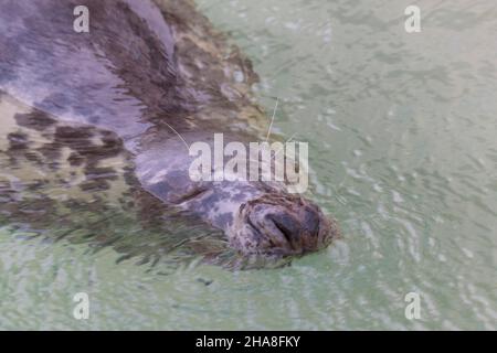 Halichoerus grypus Grey Seal im Hochformat Stockfoto