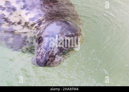 Halichoerus grypus Grey Seal im Hochformat Stockfoto