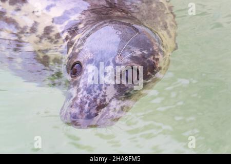 Halichoerus grypus Grey Seal im Hochformat Stockfoto