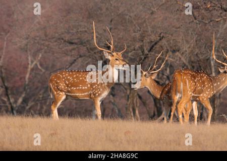 Ein Hirsch (Achsenachse) im Ranthambhore National Park, Rajasthan, Indien Stockfoto