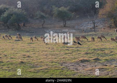 Eine Herde von Hirschen oder Chital (Achsenachse) im Ranthambhore Nationalpark, Rajasthan, Indien Stockfoto