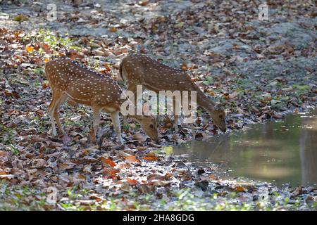 Zwei weibliche Spotted Deer oder Chital (Achsenachse) trinken aus einem Pool im Kanha National Park, Madhya Pradesh, Indien Stockfoto