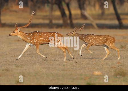 Im Tadoba-Andhari Tiger Reserve, Maharashtra, Indien, laufen zwei Hirsche oder Chital (Achsenachse) um Deckung Stockfoto