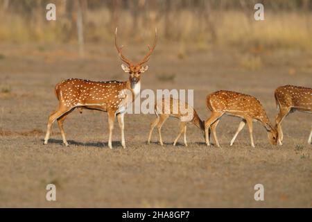 Eine Herde von Spotted Deer oder Chital (Achsenachse) im Tadoba-Andhari Tiger Reserve, Maharashtra, Indien Stockfoto