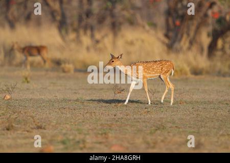 Ein einzelnes Weibchen/Hirsch Gefleckter Hirsch oder Chital (Achsenachse) im Tadoba-Andhari Tiger Reserve, Maharashtra, Indien Stockfoto