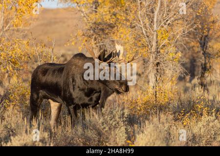 Bull Shiras Moose während der Herbstrute im Grand Teton National Park Wyoming Stockfoto