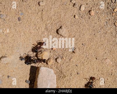 Nahaufnahme einer von Red importierten Feueramse im Red Rock Canyon in Las Vegas, Nevada Stockfoto
