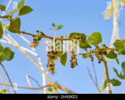 Nahaufnahme des östlichen Baumwollholzes in Las Vegas, Nevada Stockfoto