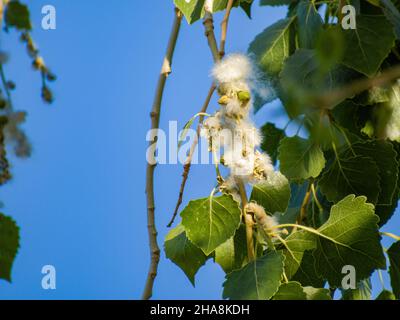 Nahaufnahme des östlichen Baumwollholzes in Las Vegas, Nevada Stockfoto