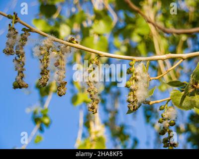 Nahaufnahme des östlichen Baumwollholzes in Las Vegas, Nevada Stockfoto