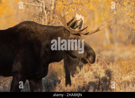 Bull Shiras Moose während der Herbstrute im Grand Teton National Park Wyoming Stockfoto