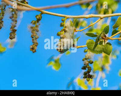 Nahaufnahme des östlichen Baumwollholzes in Las Vegas, Nevada Stockfoto