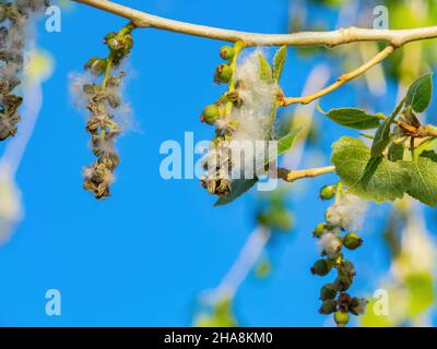 Nahaufnahme des östlichen Baumwollholzes in Las Vegas, Nevada Stockfoto