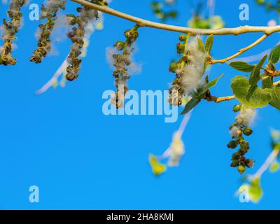 Nahaufnahme des östlichen Baumwollholzes in Las Vegas, Nevada Stockfoto