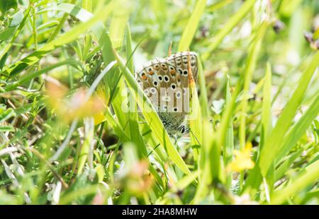 Weibliches Adonis Blue (Polyommatus bellargus), das zwischen Grasstämmen ruht Stockfoto