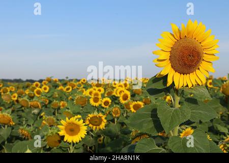 Sonnenblume gegen den blauen Himmel und Sonnenblumenfeld. Selektiver Fokus. Stockfoto