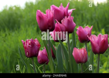 Tulpen mit geschnitzten Kronblättern auf verschwommenem Hintergrund Stockfoto