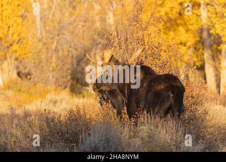 Bull Shiras Moose während der Herbstrute im Grand Teton National Park Wyoming Stockfoto