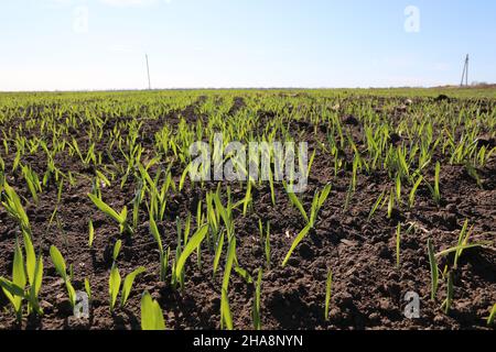 Sprossen aus Mais. Junge Maiskeimlinge, die auf einem Feld wachsen. Grüner Mais wächst auf dem Feld. Stockfoto