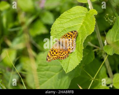 Silbergewaschene Fritillary Butterfly ruht auf einem Blatt Stockfoto