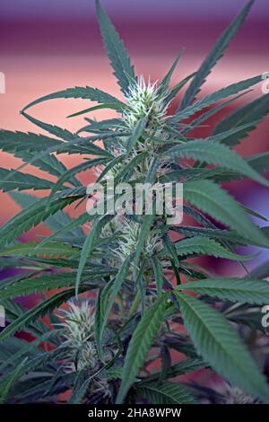 Marihuana blüht in der Blüte aus nächster Nähe Stockfoto