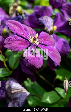 Lila Blüten von Clematis viticella 'Etoile Violette' im Sommer Stockfoto