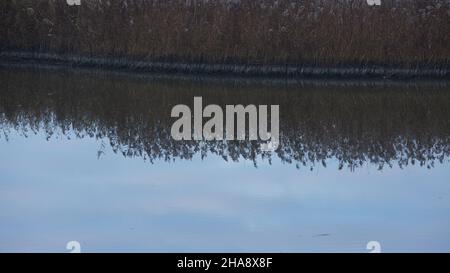 Lagune mit Schilf gesehen im Pagham Hafen Naturschutzgebiet. Stockfoto