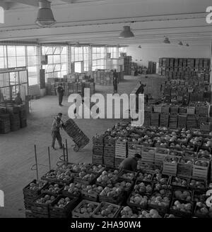 Warszawa, 1969-11-13. Przechowalnia œwie¿ych warzyw Warszawskiej Spó³dzielni Ogrodniczej w Powsinie. NZ. sk³adowanie skrzynek z kapust¹. mta PAP/Henryk Rosiak Warschau, 13. November 1969. Das Frischobstlager der Warschauer Gartenbaugenossenschaft in Powsin. Im Bild: Die Lagerung von Kisten mit Kohl. mta PAP/Henryk Rosiak Stockfoto