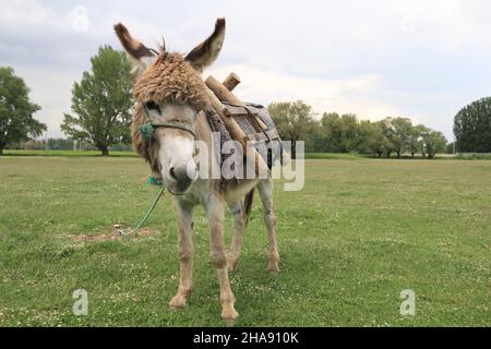 Ein schöner Esel, Esel mit lockigen Haaren trägt einen Holzsattel. Er steht auf dem Gras und vor den Bäumen. Es gibt einen bewölkten und blauen Himmel. Stockfoto