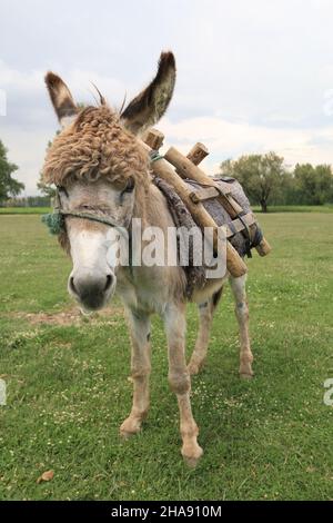 Ein schöner Esel, Esel mit lockigen Haaren trägt einen Holzsattel. Er steht auf dem Gras und vor den Bäumen. Es gibt einen bewölkten und blauen Himmel. Stockfoto