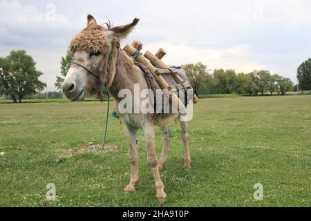 Ein schöner Esel, Esel mit lockigen Haaren trägt einen Holzsattel. Er steht auf dem Gras und vor den Bäumen. Es gibt einen bewölkten und blauen Himmel. Stockfoto