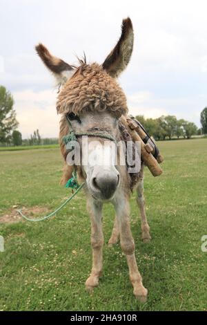 Ein schöner Esel, Esel mit lockigen Haaren trägt einen Holzsattel. Er steht auf dem Gras und vor den Bäumen. Es gibt einen bewölkten und blauen Himmel. Stockfoto